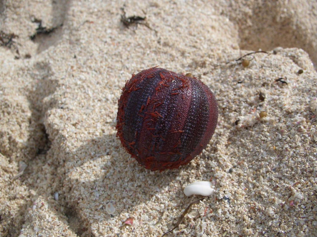 Sea Urchin