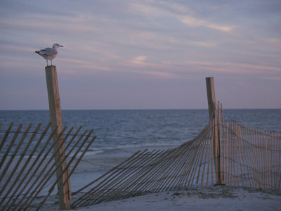 Seagull on Dune Fence