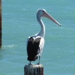 Pelican Decorations To Complete Your Coastal Or Beach Themed Home